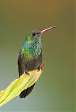 Rufous-tailed Hummingbird